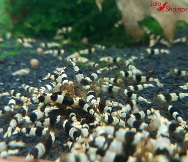 Preview: Black Bee 10er Mix Paket